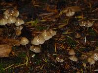 Psilocybe pelliculosa image