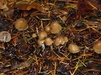 Psilocybe pelliculosa image