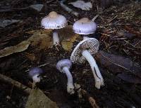 Inocybe ionocephala image