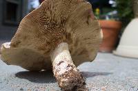 Lactarius helvus image