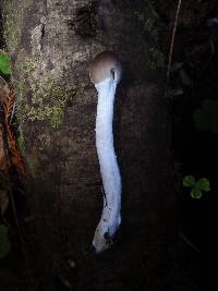 Psathyrella longipes image