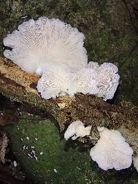 Pleurotus djamor image