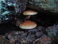 Hemistropharia albocrenulata image