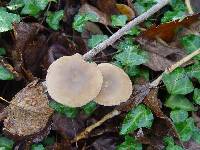 Entoloma rhodopolium image