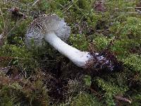 Tricholoma griseoviolaceum image