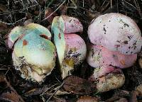 Boletus eastwoodiae image