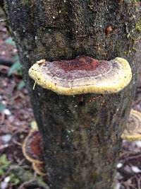 Phellinus gilvus image