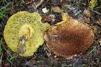 Boletus subtomentosus image