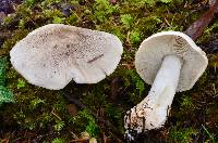 Tricholoma pardinum image