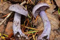 Cortinarius occidentalis image