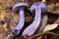 Cortinarius occidentalis image