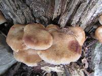 Armillaria gallica image