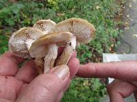 Armillaria gallica image