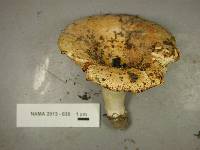 Lactarius psammicola image