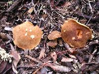 Boletus subtomentosus image