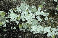 Lepraria cryophila image
