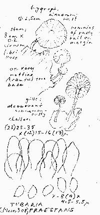 Tubaria praestans image