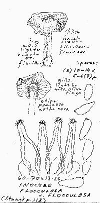 Inocybe flocculosa image