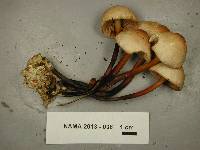 Marasmius cohaerens image