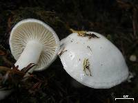 Hygrophorus eburneus image