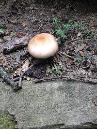 Agaricus porphyrocephalus image