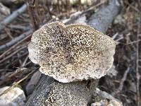 Trametes pubescens image