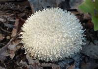 Lycoperdon pulcherrimum image