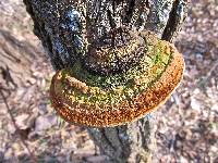 Phellinus robiniae image