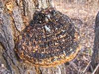 Phellinus robiniae image