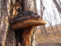 Phellinus robiniae image