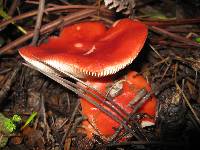 Russula sanguinaria image