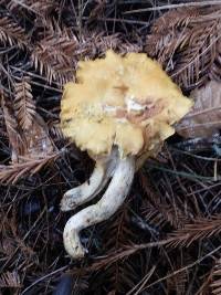 Cantharellus formosus image