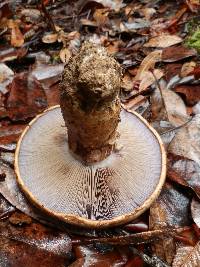 Cortinarius ponderosus image