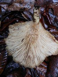 Pleurotus pulmonarius image