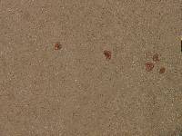 Echinoderma pseudoasperulum image
