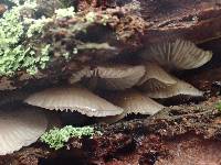 Mycena maculata image