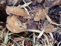 Coriolopsis gallica image
