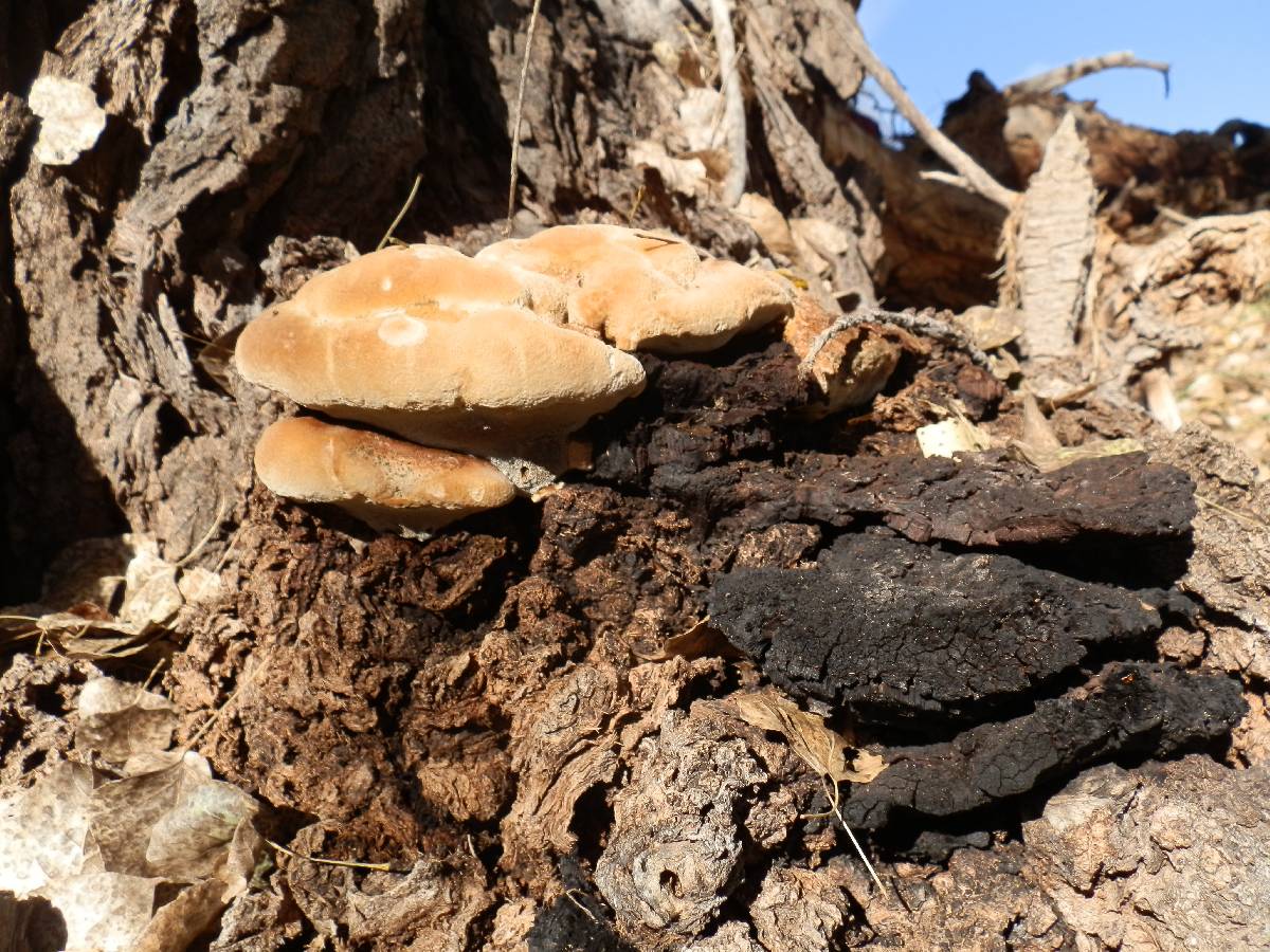 Inonotus munzii image