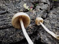 Conocybe coprophila image