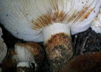 Tricholoma fracticum image