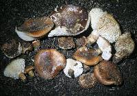 Tricholoma fracticum image