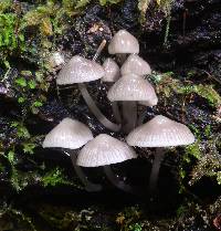 Mycena galericulata image