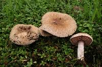 Agaricus cupreobrunneus image