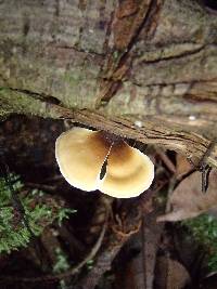 Polyporus leprieurii image