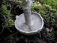 Cortinarius anomalus image