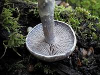 Cortinarius anomalus image