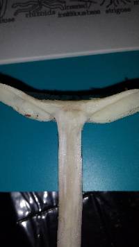 Amanita brunnescens image