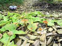 Conocybe rugosa image