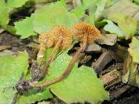 Conocybe rugosa image