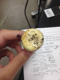 Lactarius piperatus image